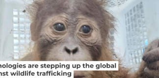 A baby orangutan was seized by Thai police in an anti-trafficking operation in May 2025. Thai police Central Investigation Bureau via AP